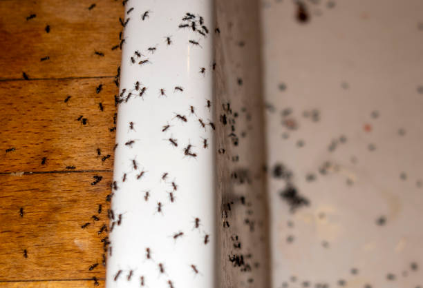 Best Wasp Removal Services  in Prineville, OR