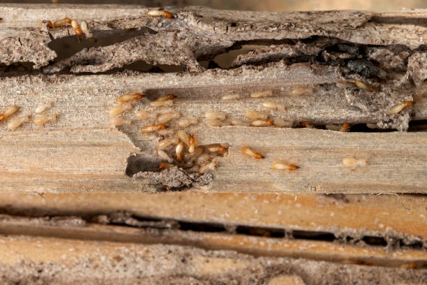 Pest Control for Restaurants in Prineville, OR