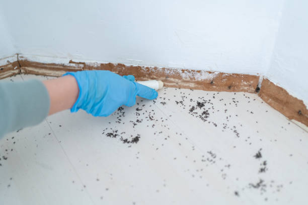 Best Termite Control Services  in Prineville, OR